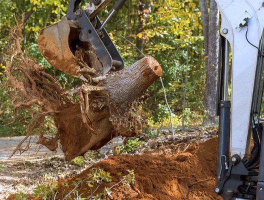 A large tree stump is being removed by an excavator.