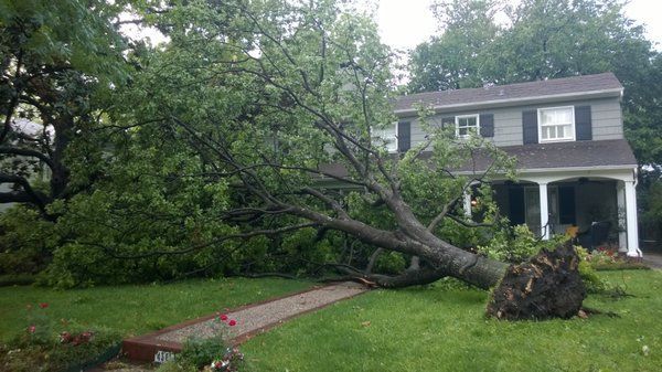 A large tree is fallen in front of a house.