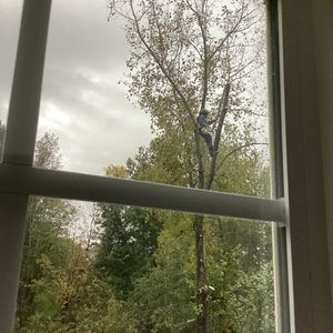 A man is climbing a tree through a window.