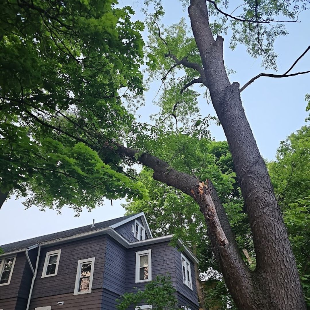 A house with a large tree in front of it.