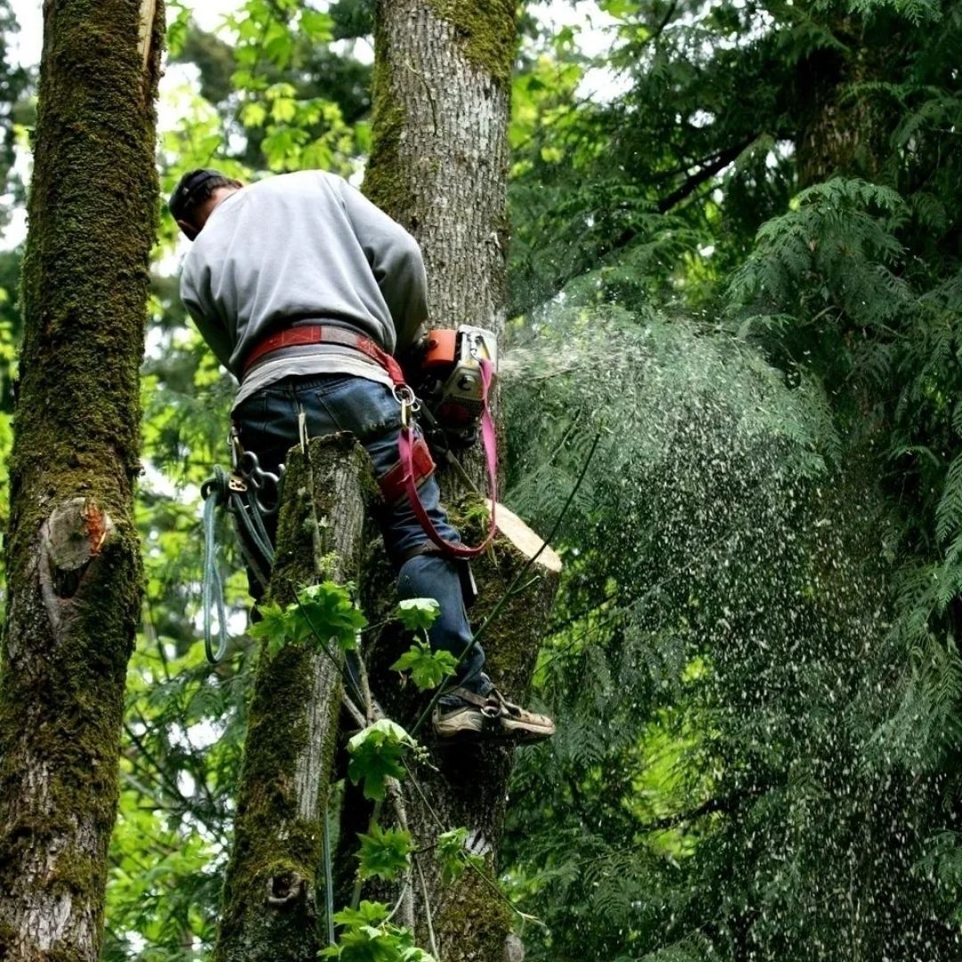 A man is cutting a tree with a chainsaw in the woods.