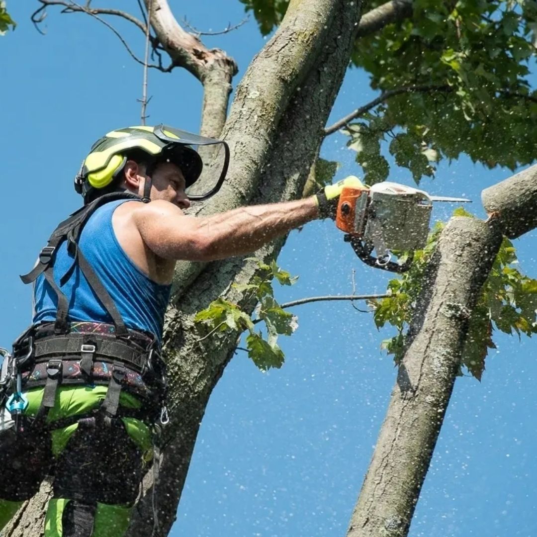 A man wearing a helmet is cutting a tree branch with a chainsaw