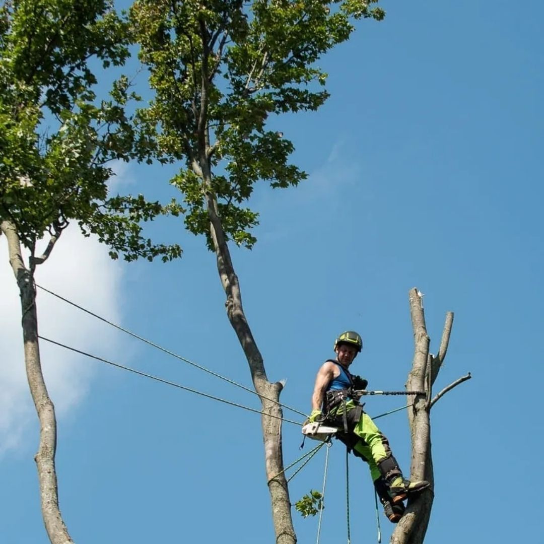 A man wearing a helmet is climbing a tree