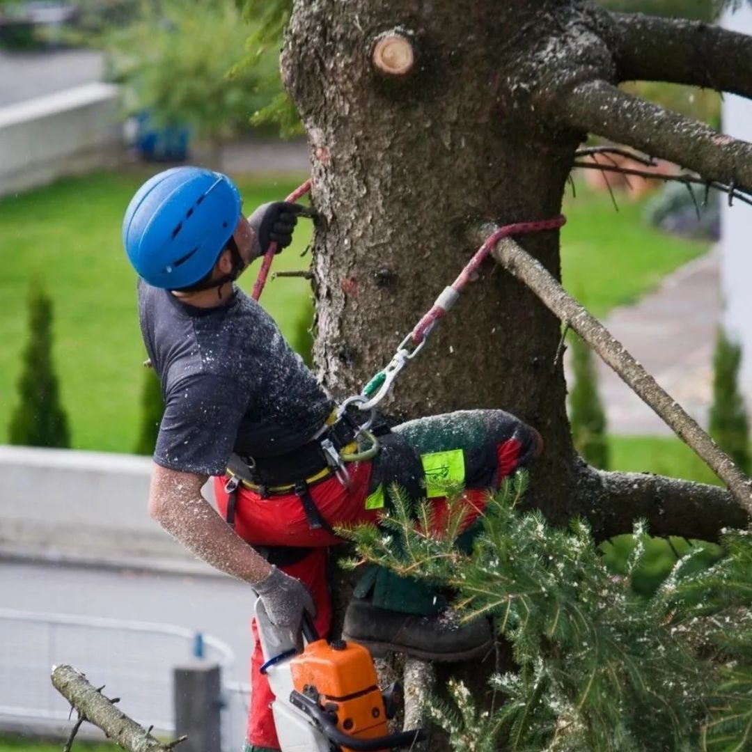 A man is climbing a tree with a chainsaw.