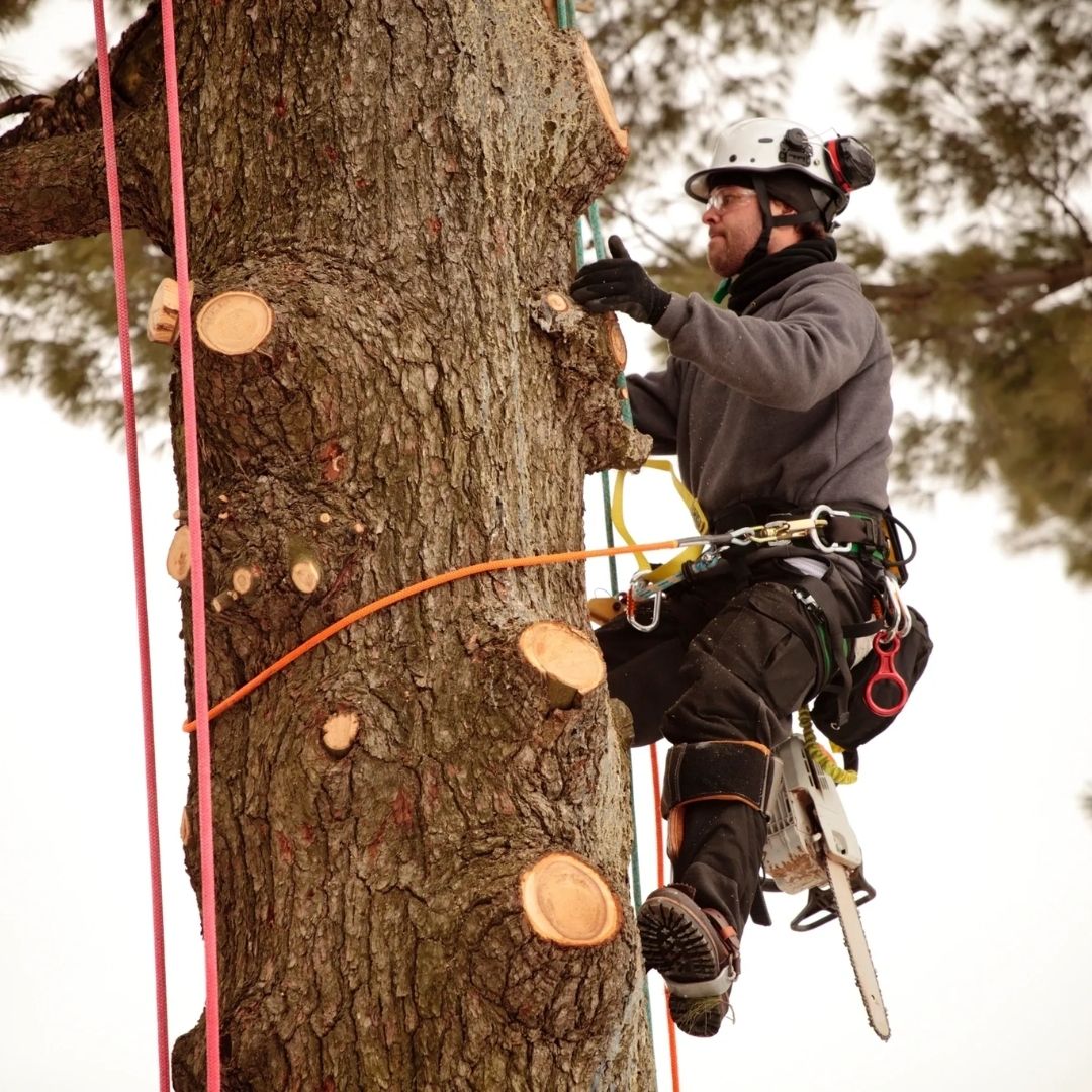 A man is climbing up a tree with a chainsaw.