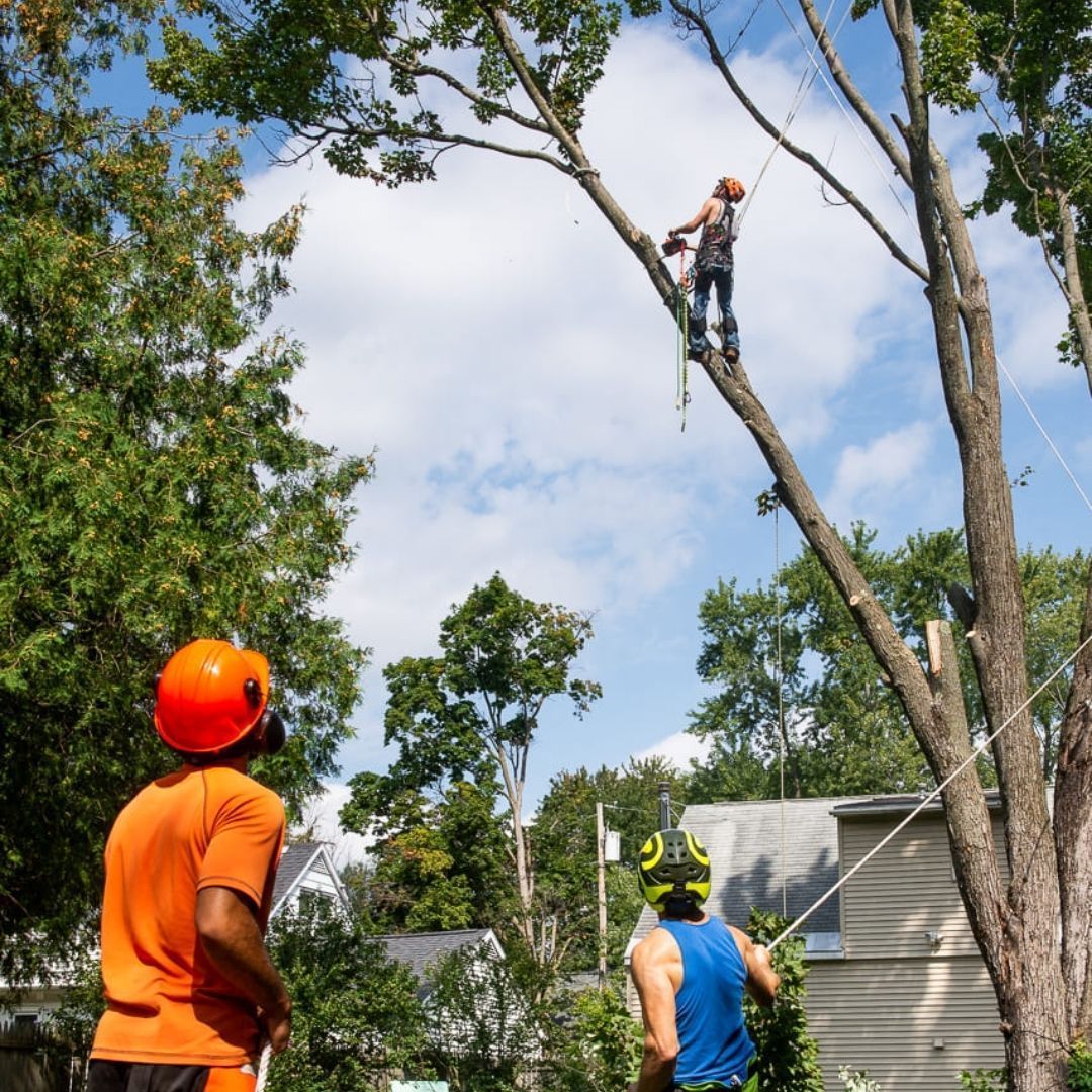 A man in an orange shirt is watching a man in a blue shirt climb a tree