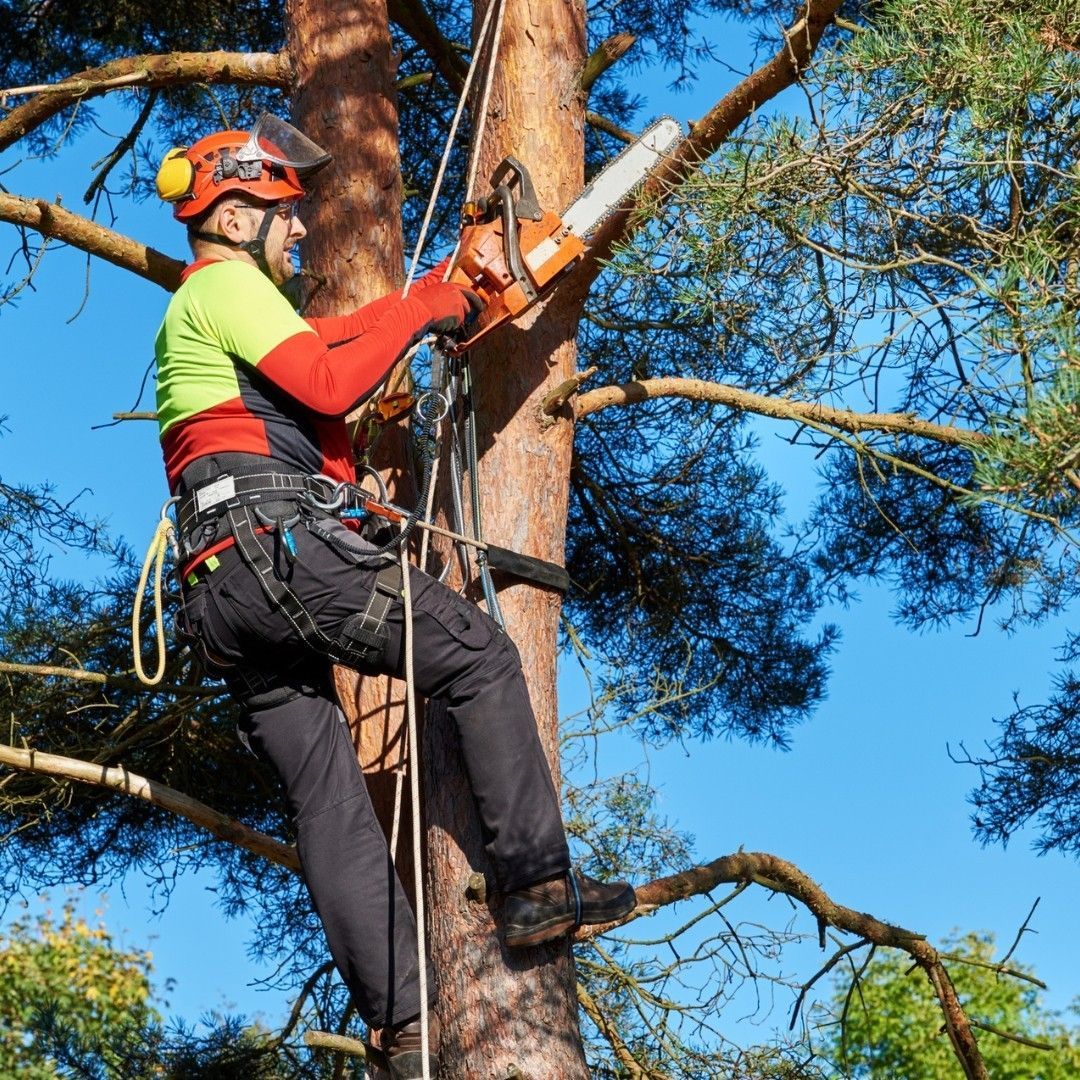 A man is climbing a tree with a chainsaw.