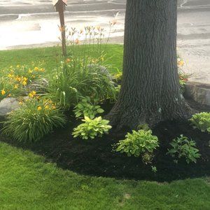A tree surrounded by flowers and mulch in a yard.