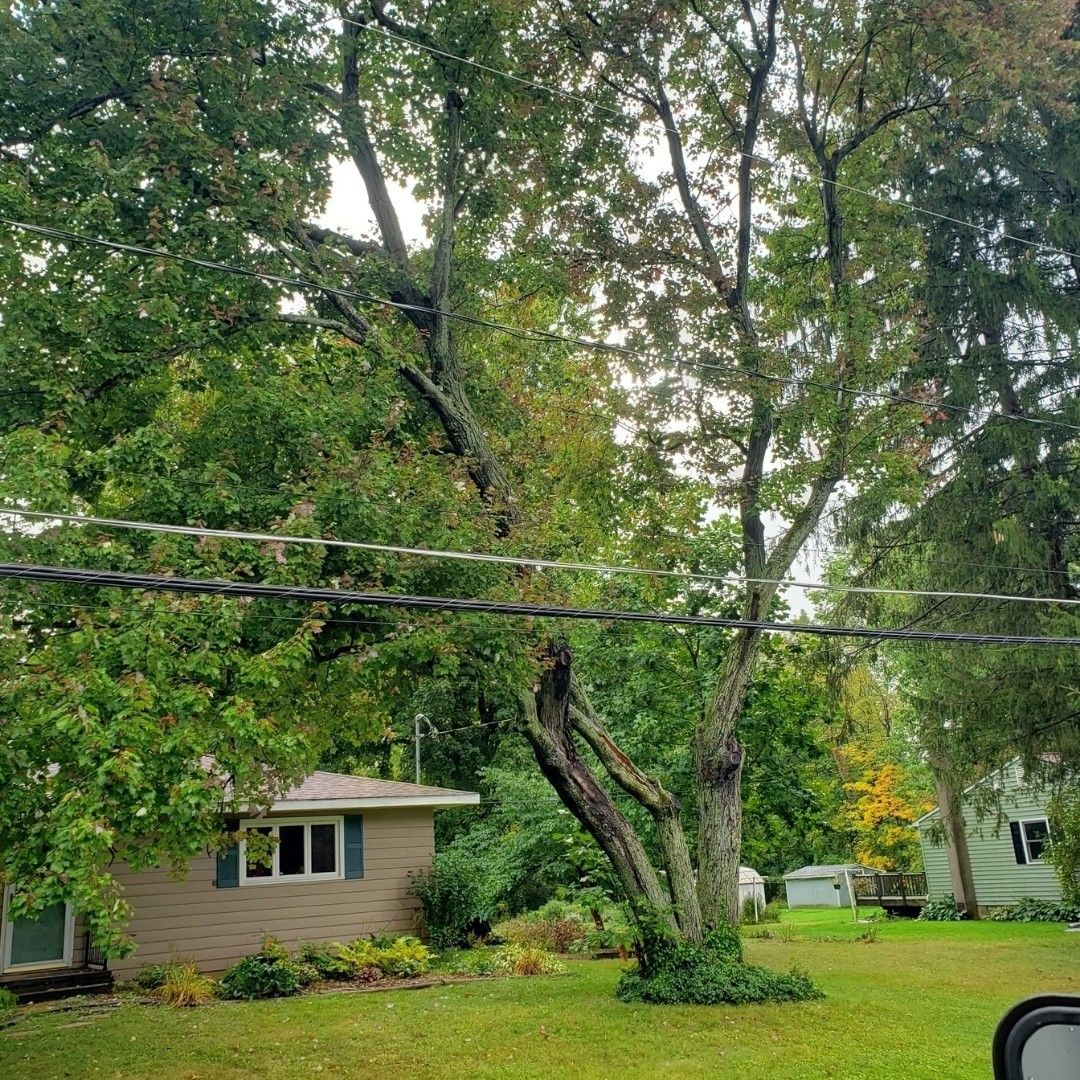 A tree has fallen on a power line in front of a house.