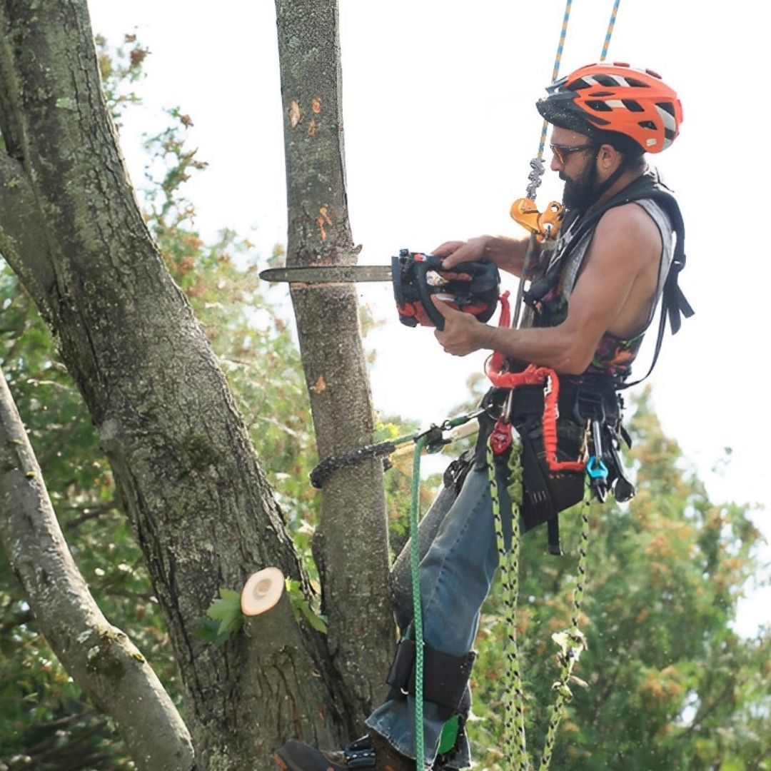A man wearing a helmet is using a chainsaw to cut a tree