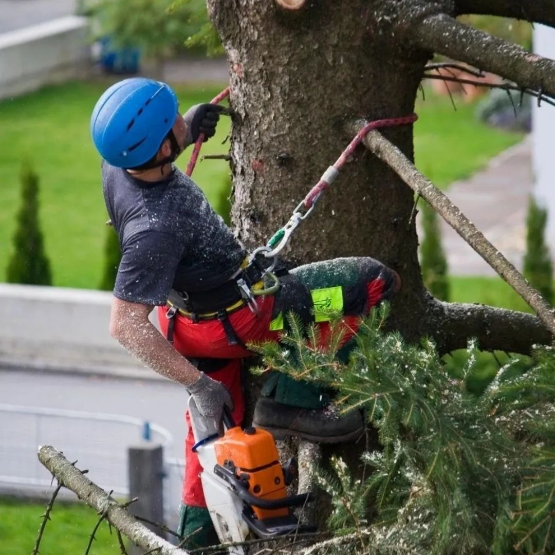 A man wearing a blue helmet is climbing a tree with a chainsaw