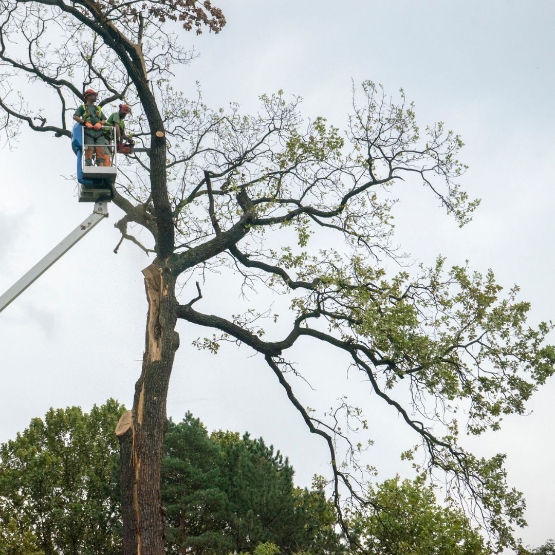 A man in a bucket is cutting a tree