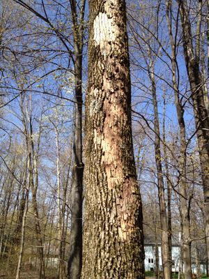 A tree with a hole in it in the middle of a forest.