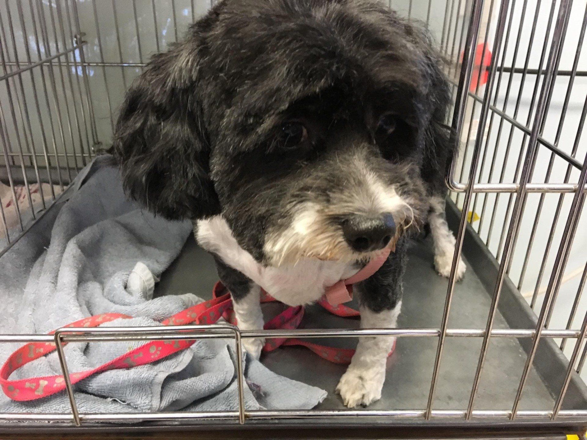 Photo Gallery | Pet Grooming Services | Lancaster, CA Photo Gallery | Pet Grooming Services | Lancaster, CA