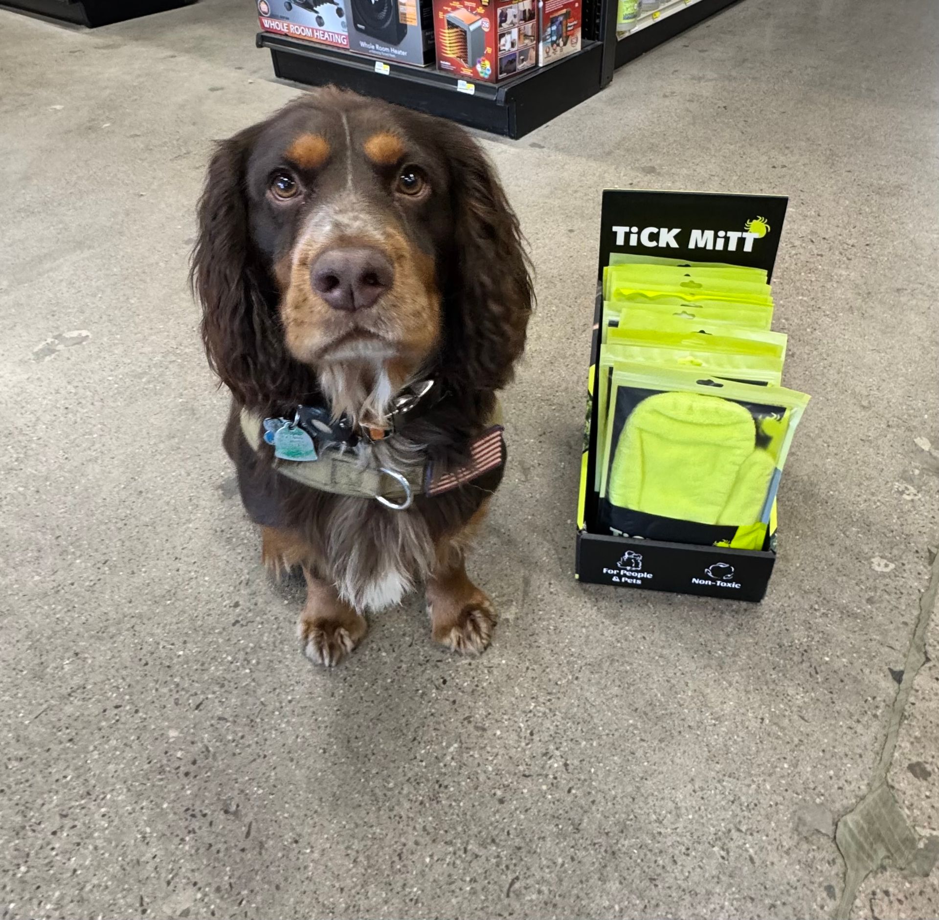 A brown and white dog is sitting next to a display of