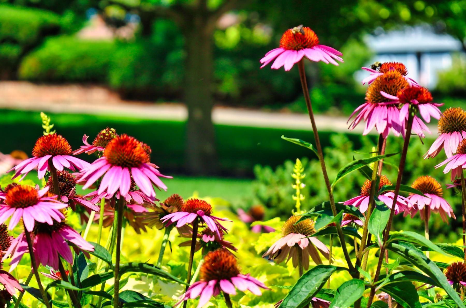 Purple coneflowers in bloom, orange centers, green foliage, blurred background of lawn and trees.