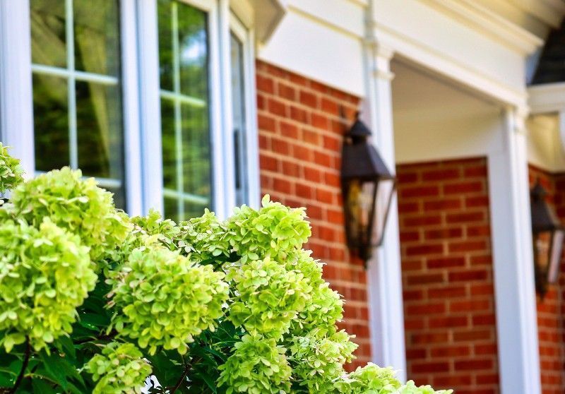 Green hydrangea blooms in front of a brick house with white trim and windows.