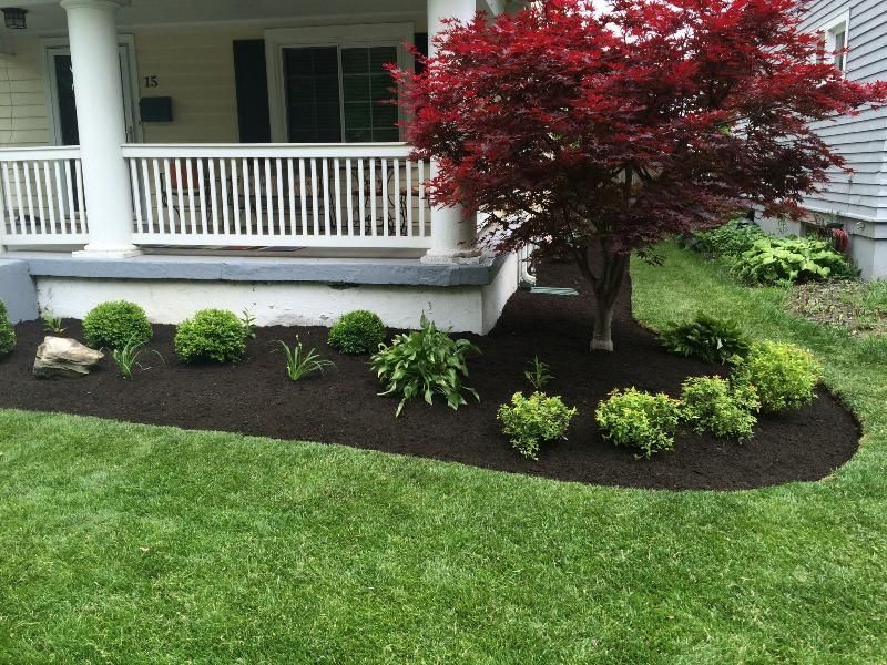 Landscaped front yard with red maple tree and green shrubs. Mulch bed with grass lawn.