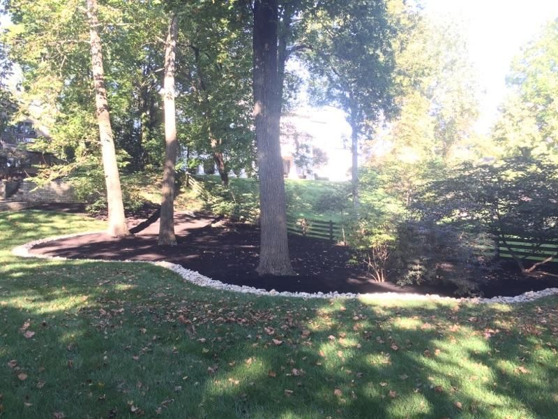 Trees surrounded by dark mulch and bordered with white stones in a yard with grass.