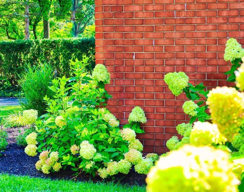 Green hydrangeas blooming by a brick wall and a neatly trimmed hedge.