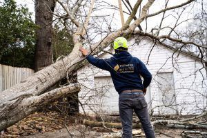 Person in a yellow helmet inspects a fallen tree blocking a yard near a house.