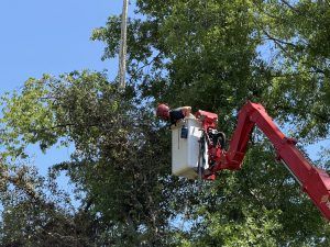 Worker in a red boom lift trimming tree branches against a blue sky