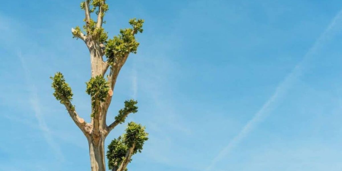 Tall pruned tree with sparse green leaves against a clear blue sky