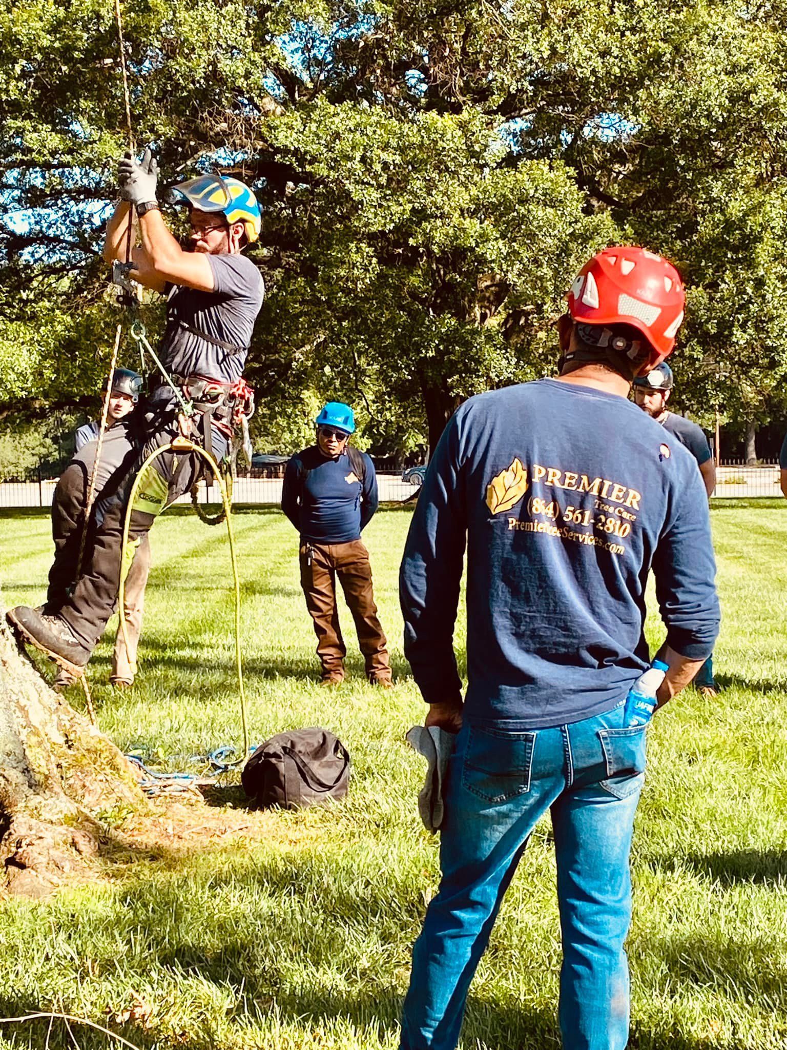 Three climbers in helmets practice on a tree in a grassy park.