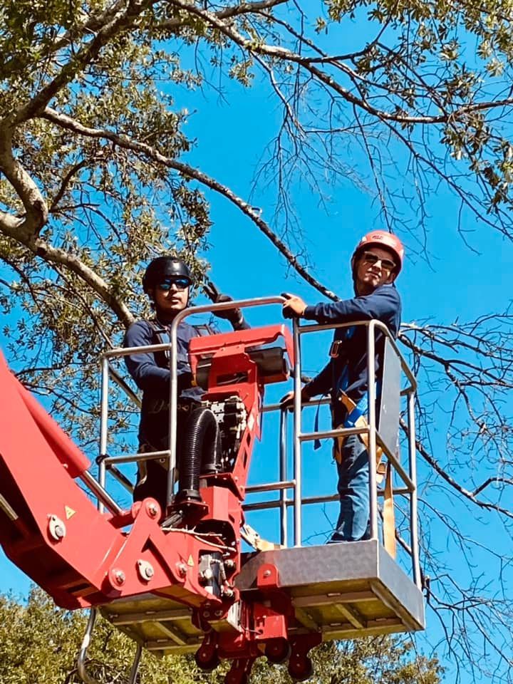 Two workers in safety gear on a cherry picker, trimming tree branches against a blue sky.