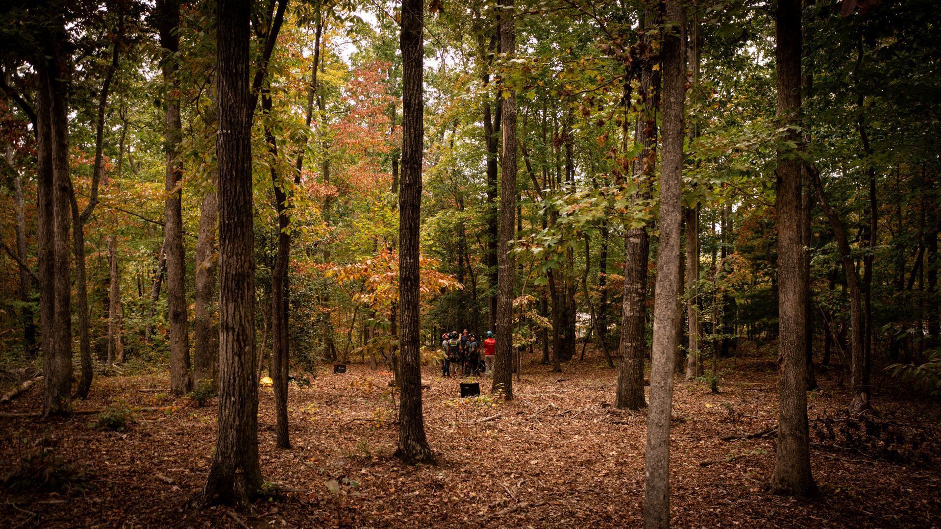Dense forest with tall trees and fallen leaves; a person in a red jacket stands near the center.