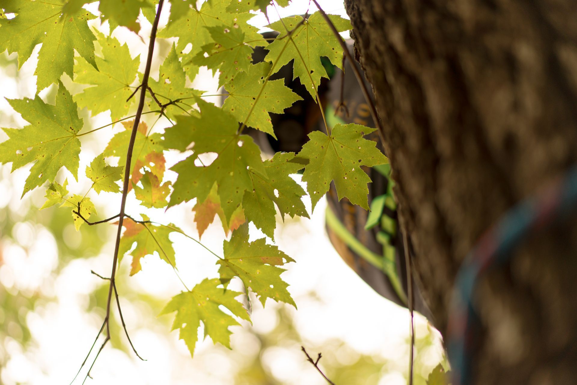 Green maple leaves lit by sunlight beside a tree trunk against a bright sky