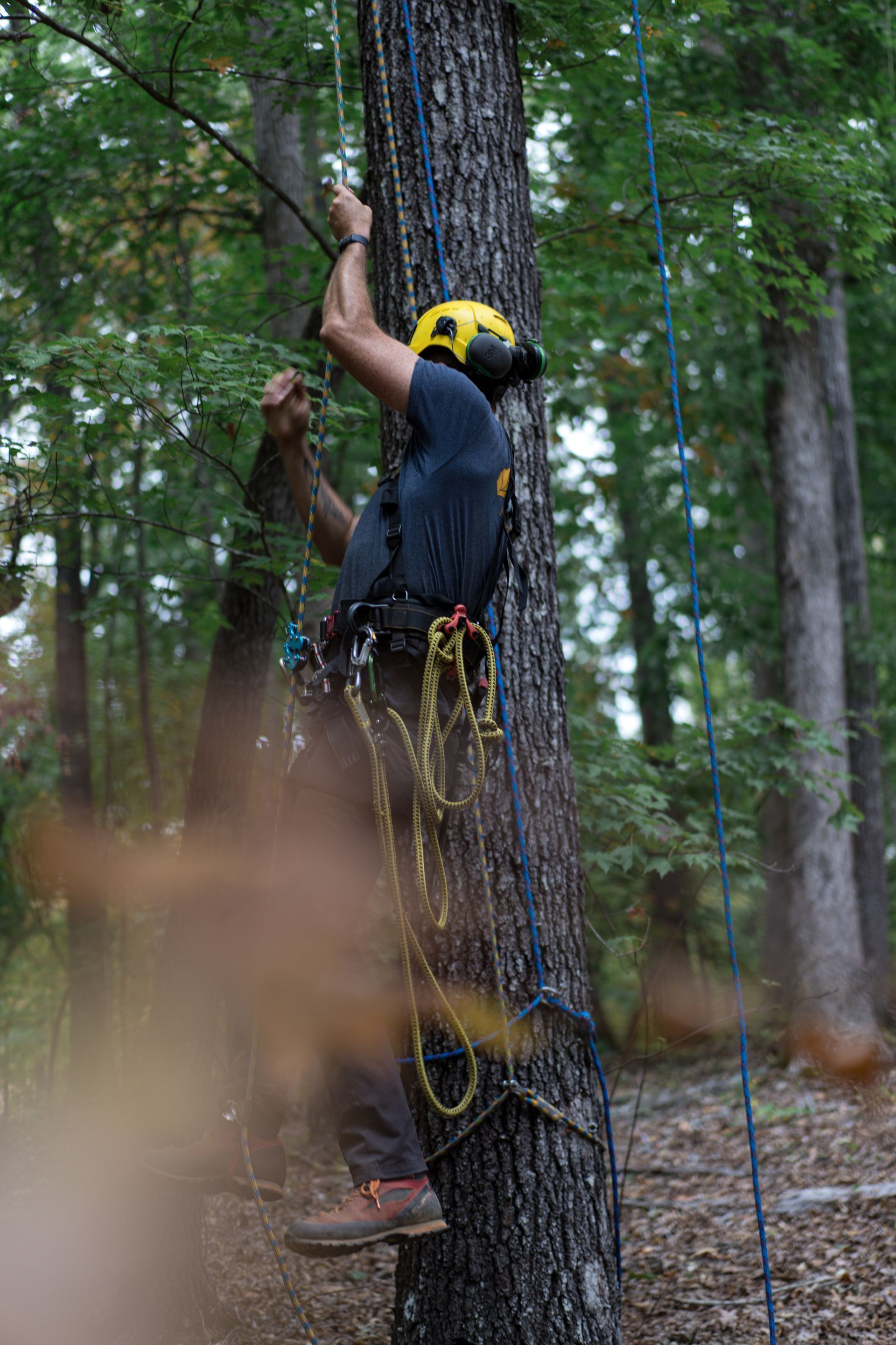 Person in yellow helmet climbing a tree with ropes in a forest