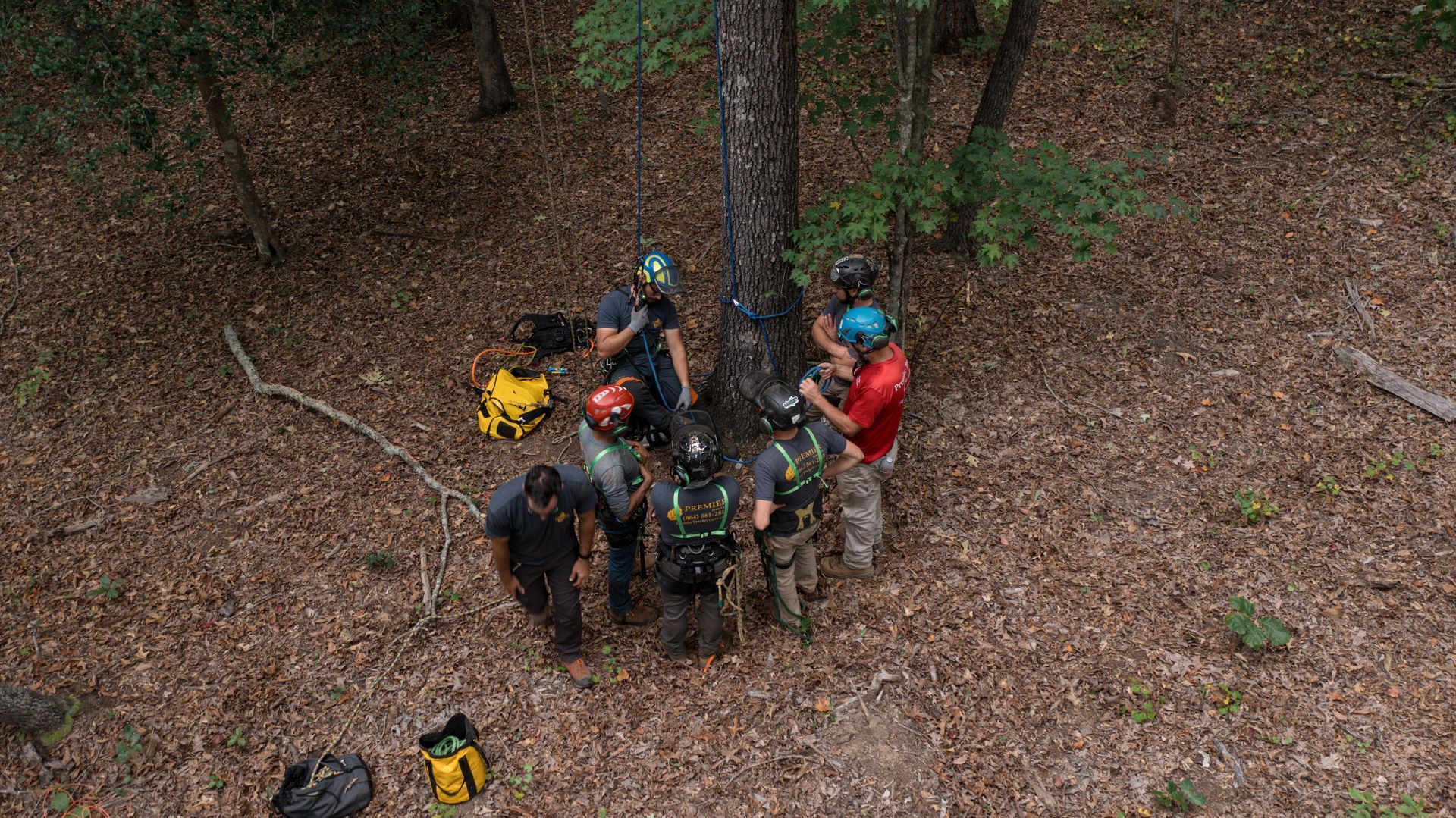 A group of hikers in helmets gathers around a large tree in a forest, viewed from above.