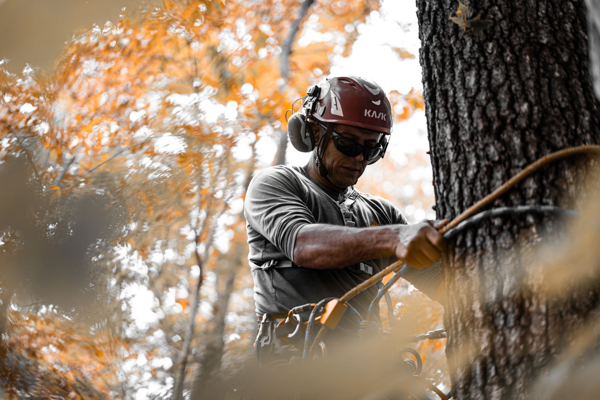 Worker wearing a hard hat uses a chainsaw near a tree in an autumn forest