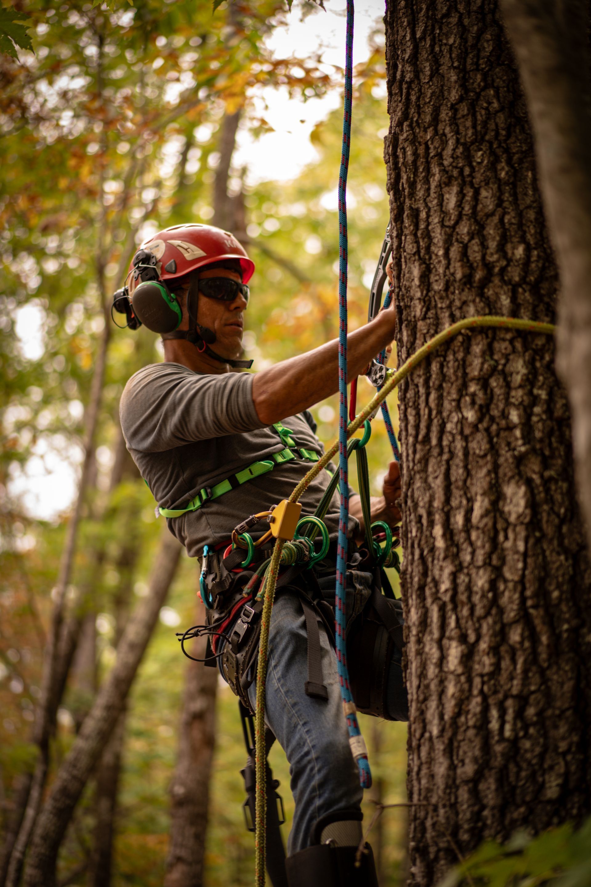 Climber in helmet and harness ascending a tree with ropes in a wooded area