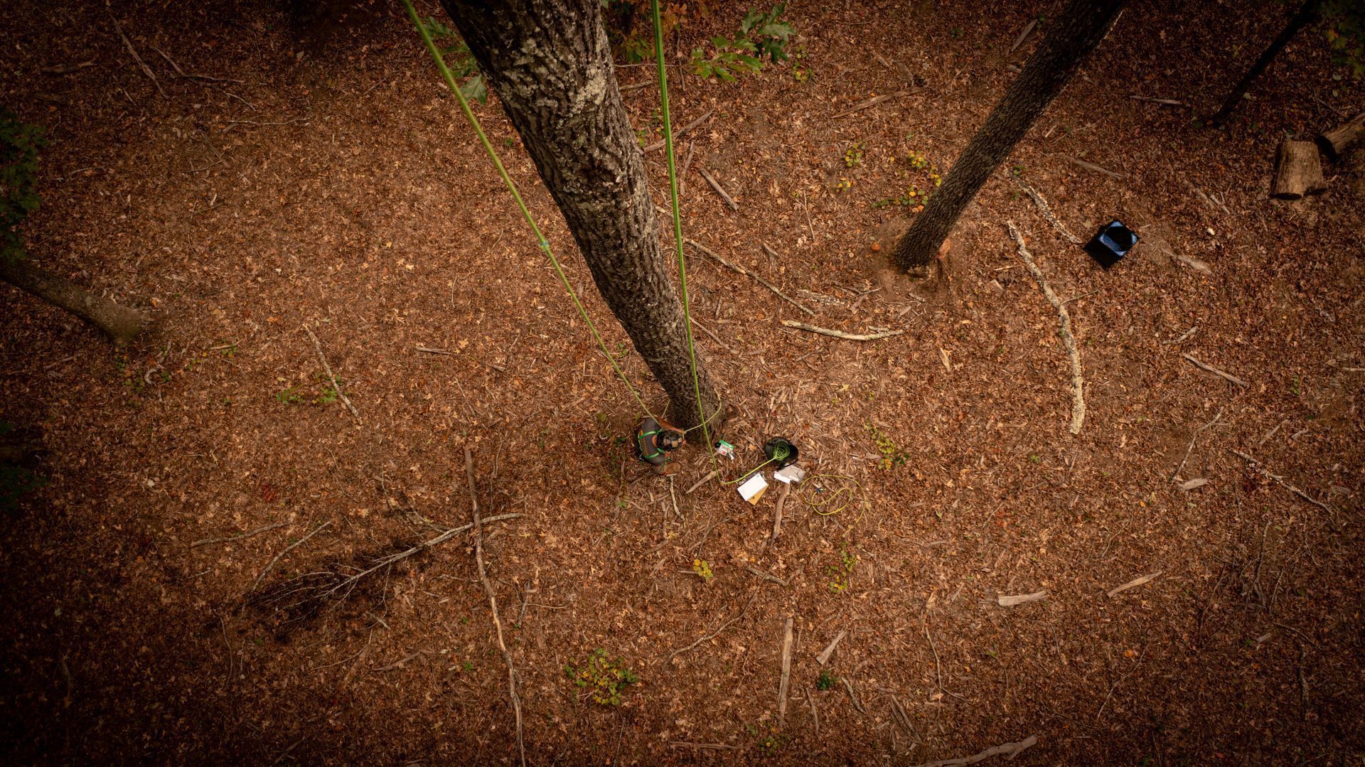 Top-down view of two people on a leaf-covered forest floor among tall tree trunks, one in a white shirt.
