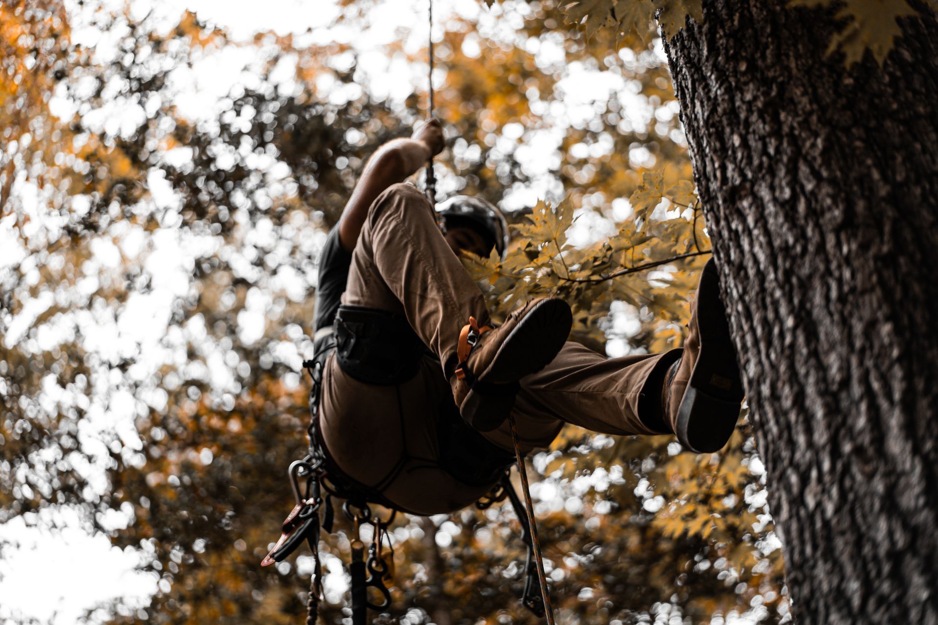 Person climbing a rope between trees in an autumn forest, viewed from below