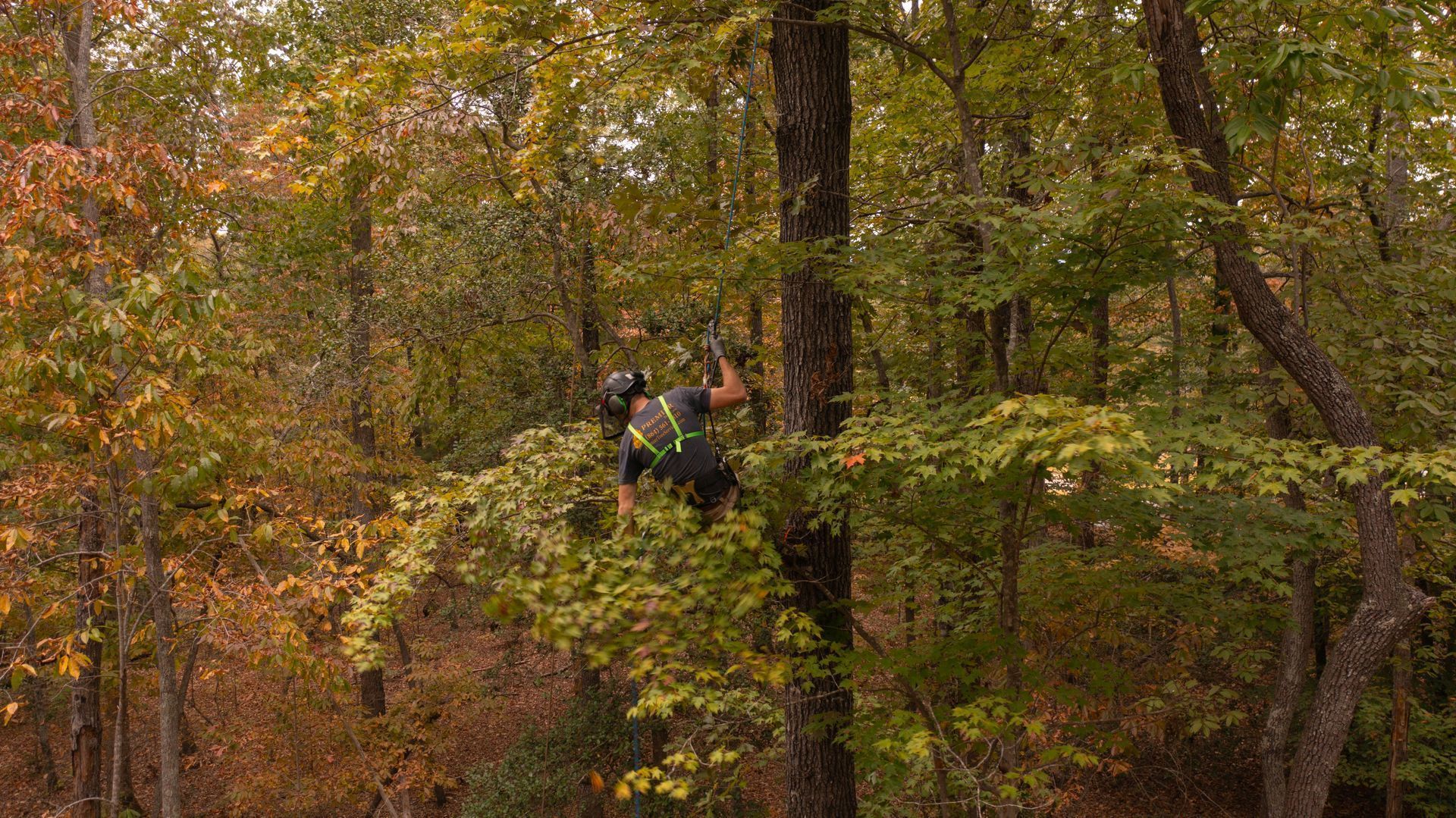 Dense autumn forest with tall trees and orange-green foliage, with two hikers partly visible among the trunks.
