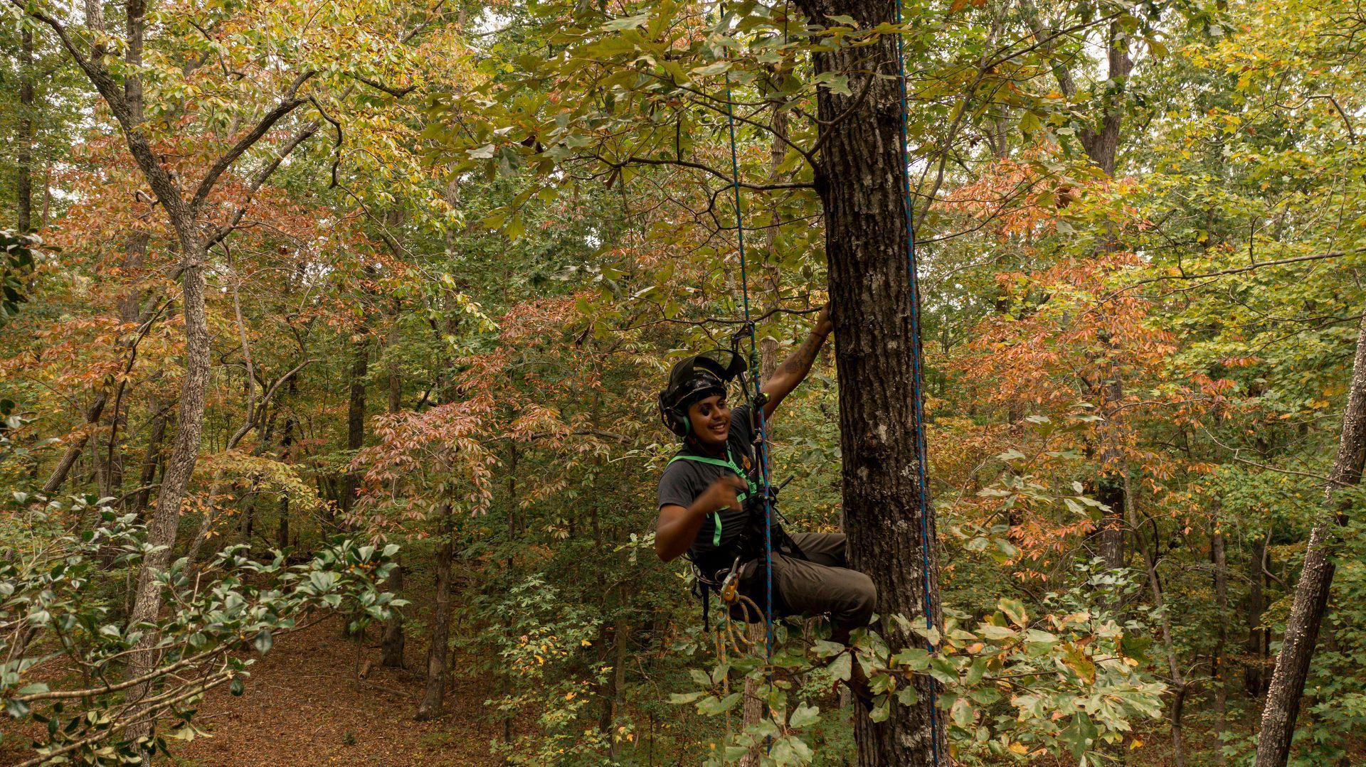 Person climbing a tree in a dense autumn forest, surrounded by colorful fall foliage.