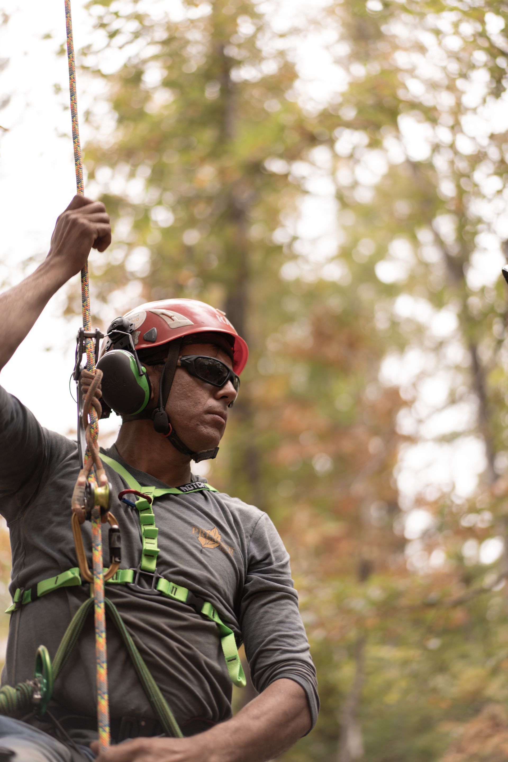 Arborist in helmet and harness climbing a rope among trees, wearing ear protection and sunglasses