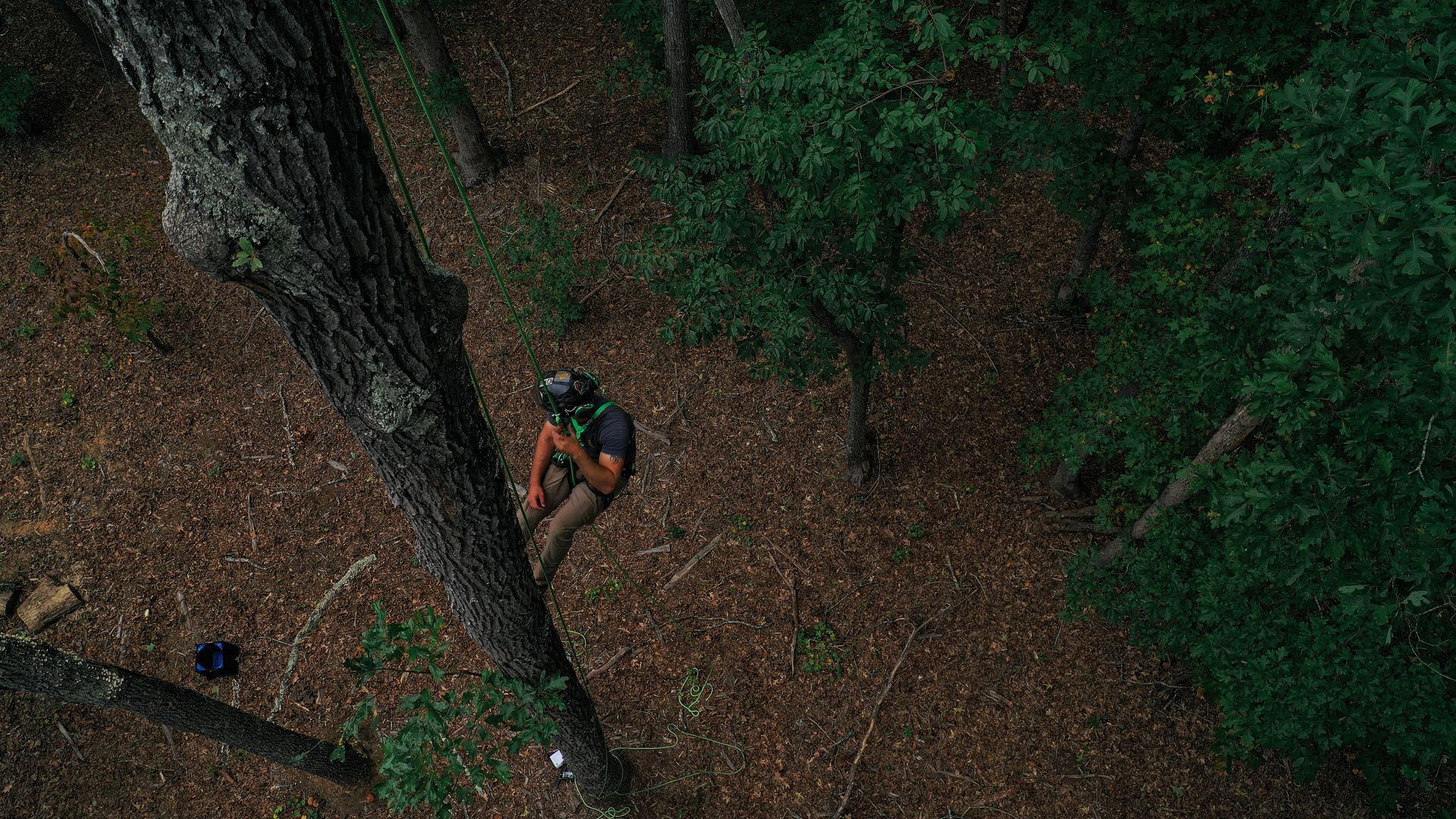 Person climbing a tree in a dense forest, viewed from above.