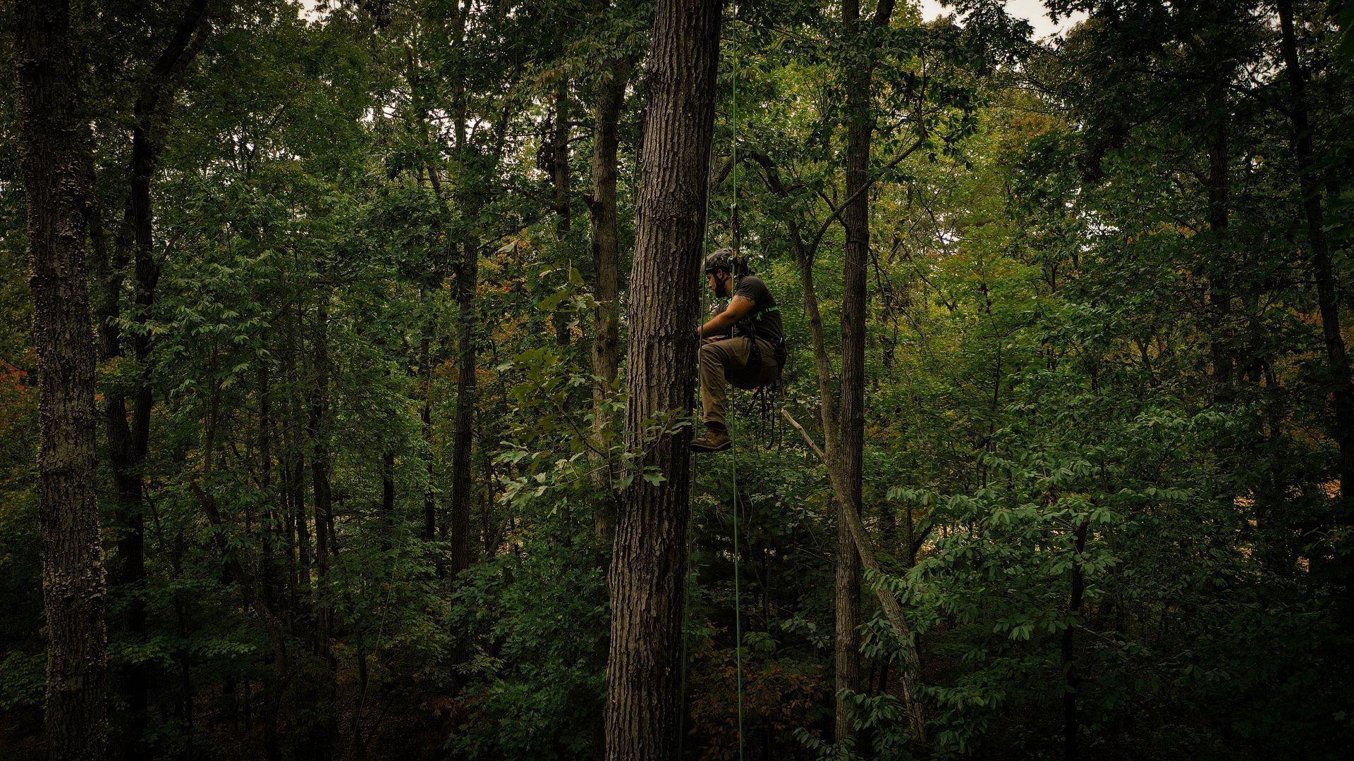 Person climbing a tree in a dense green forest