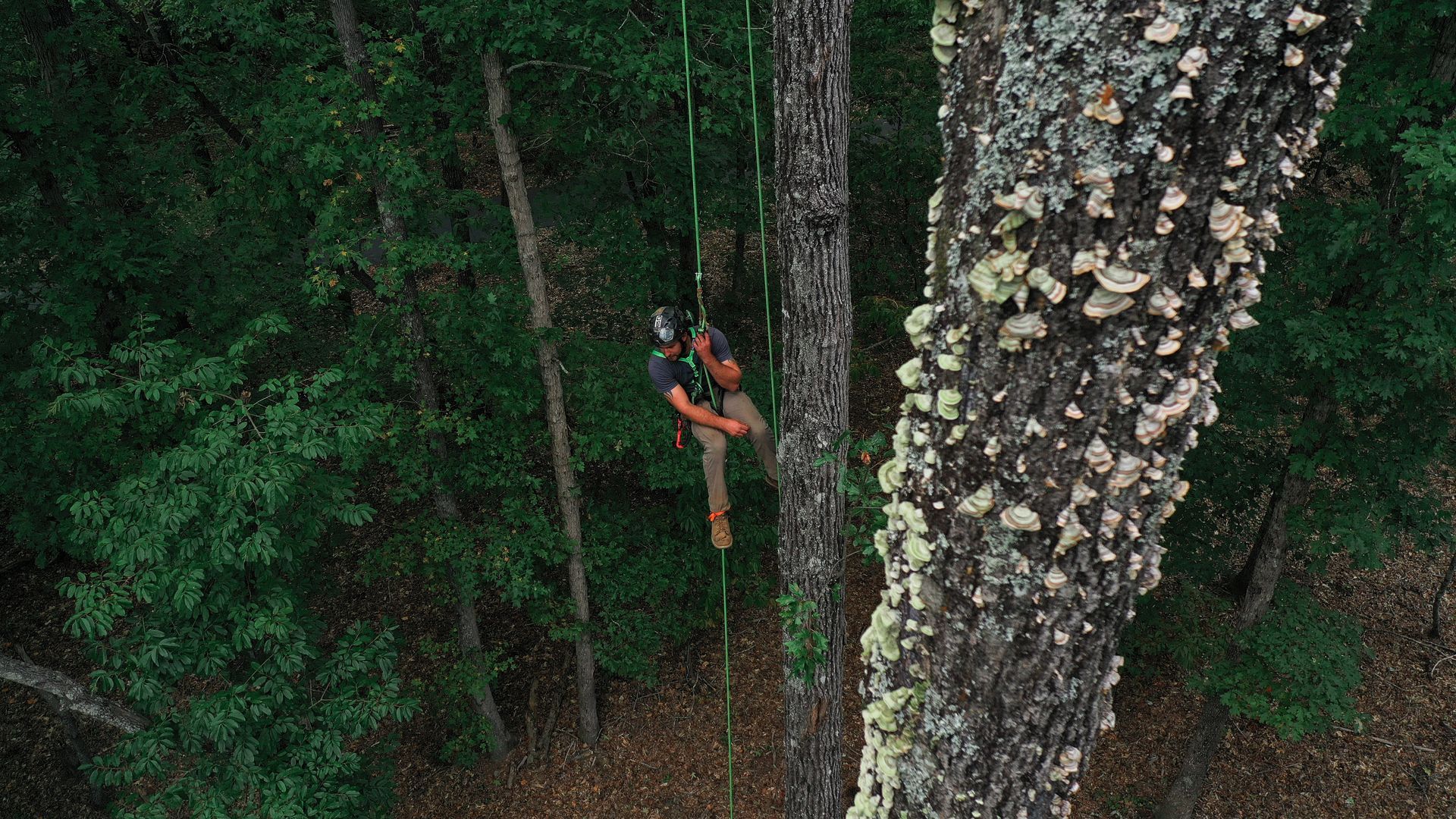 Person in an orange shirt climbing a rope beside a large tree in a dense forest.