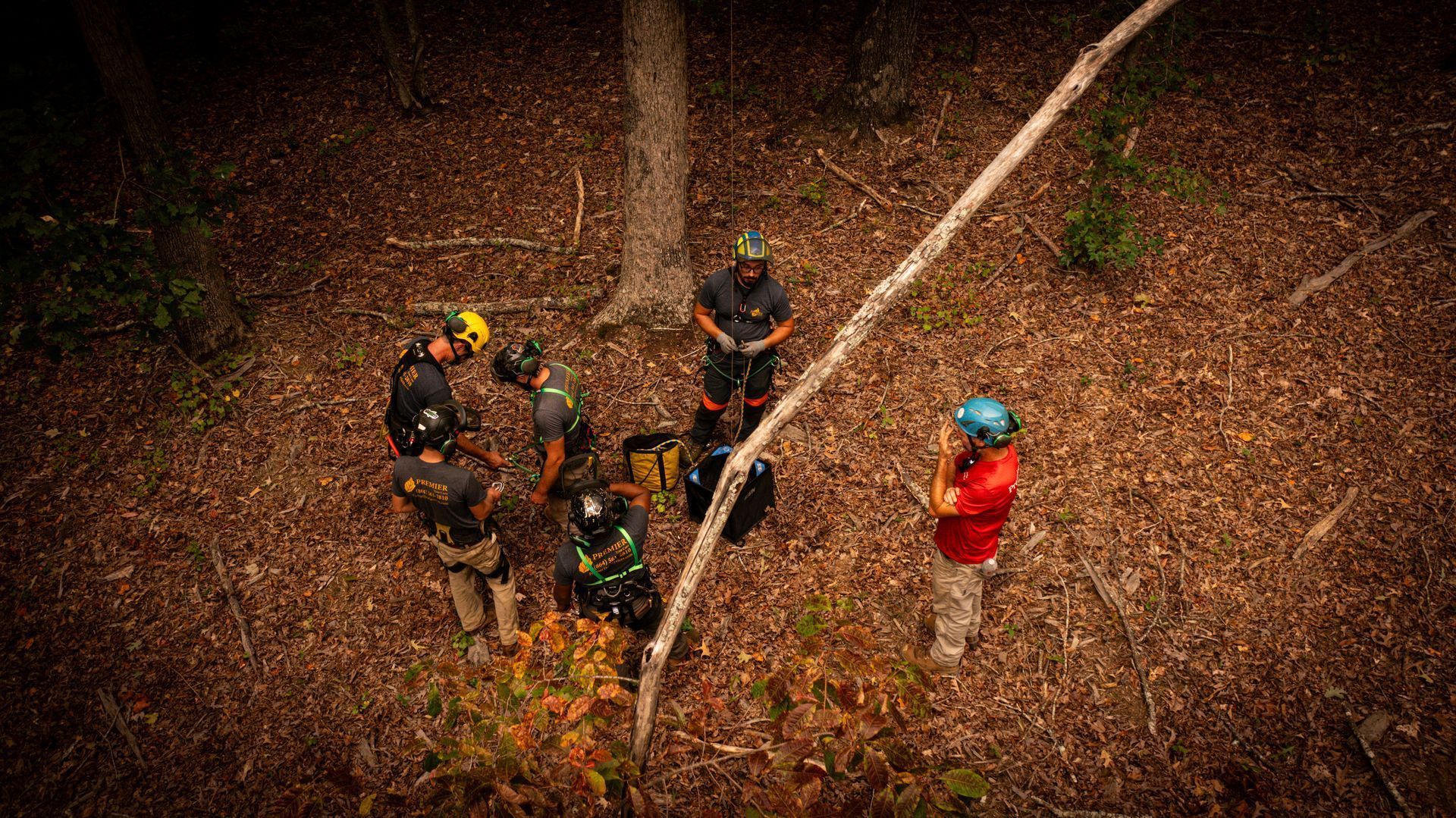 Five people in safety gear stand around a tree in a forest, viewed from above.