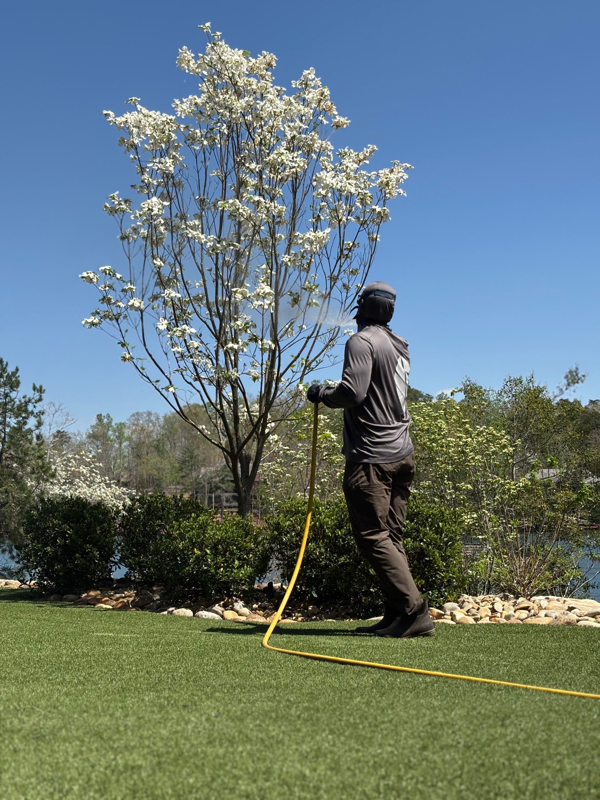 Person measuring a blossoming tree in a grassy yard with a yellow tape measure under a blue sky
