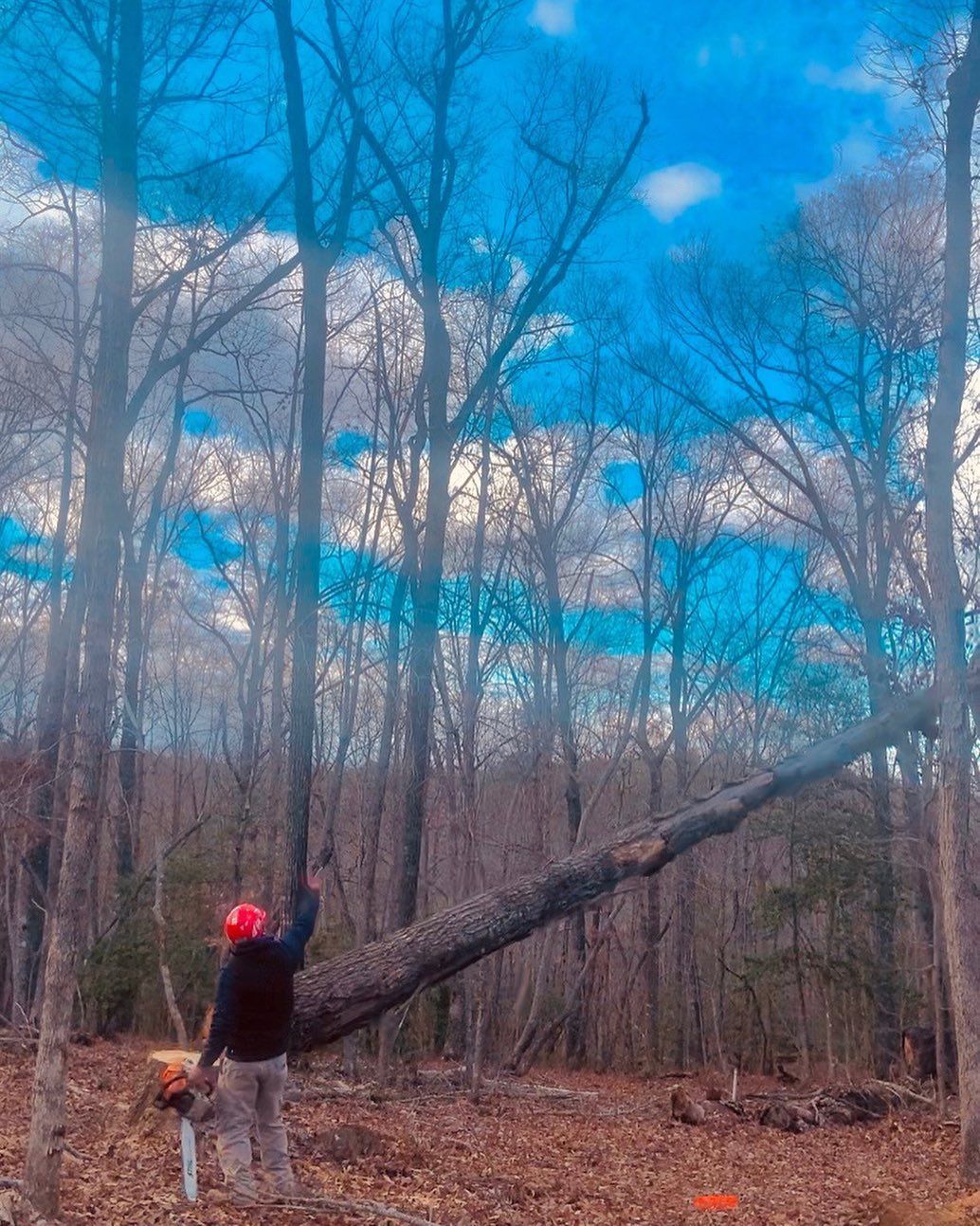 Person in a red hat stands by a leaning tree in a leafless forest under a bright blue sky.