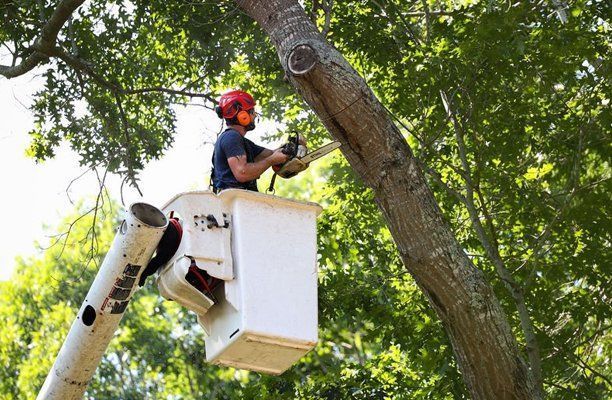 Worker in a bucket lift trimming tree branches with a chainsaw in a leafy yard