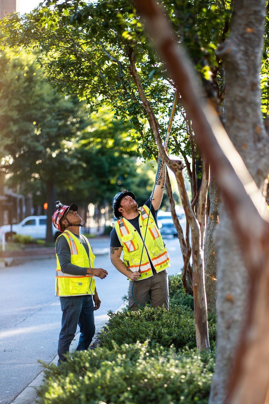 Two workers in yellow safety vests inspecting trees along a roadside sidewalk