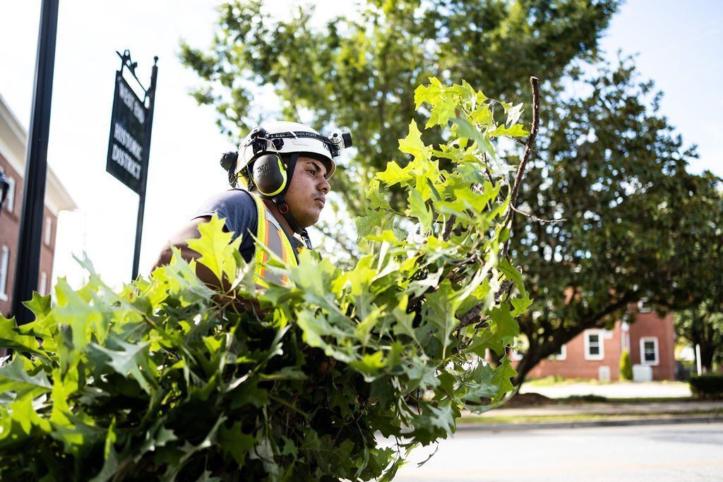 Person in a helmet pushing a bicycle through leafy bushes on a sunny street