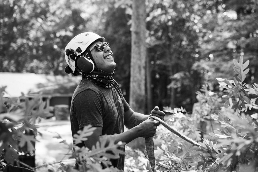 Person in a helmet and harness working among trees outdoors, holding a rope and looking upward.